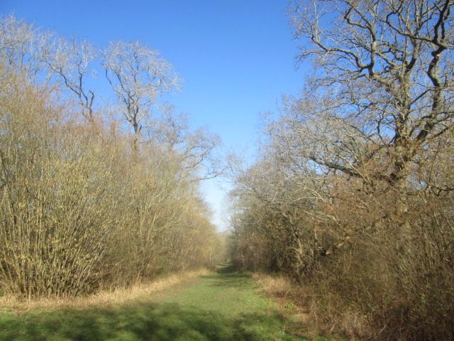 Beautiful blue sky raps around the woodland path